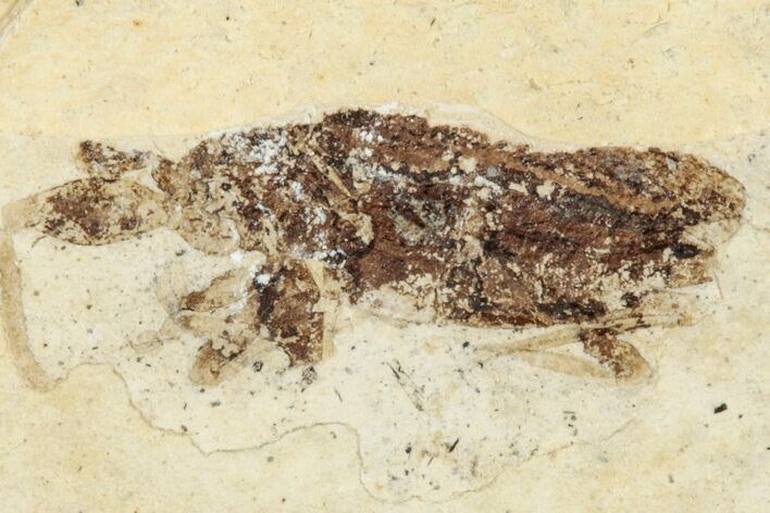 Fossil True Weevil (Curculionidae) Beetle - France #254562